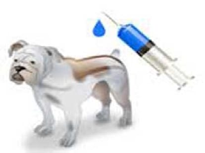 anti rabies vaccine shortage in uttarakhand.